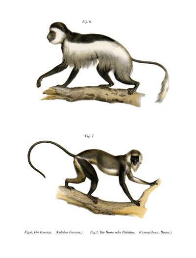 Mantled Guereza by German School
